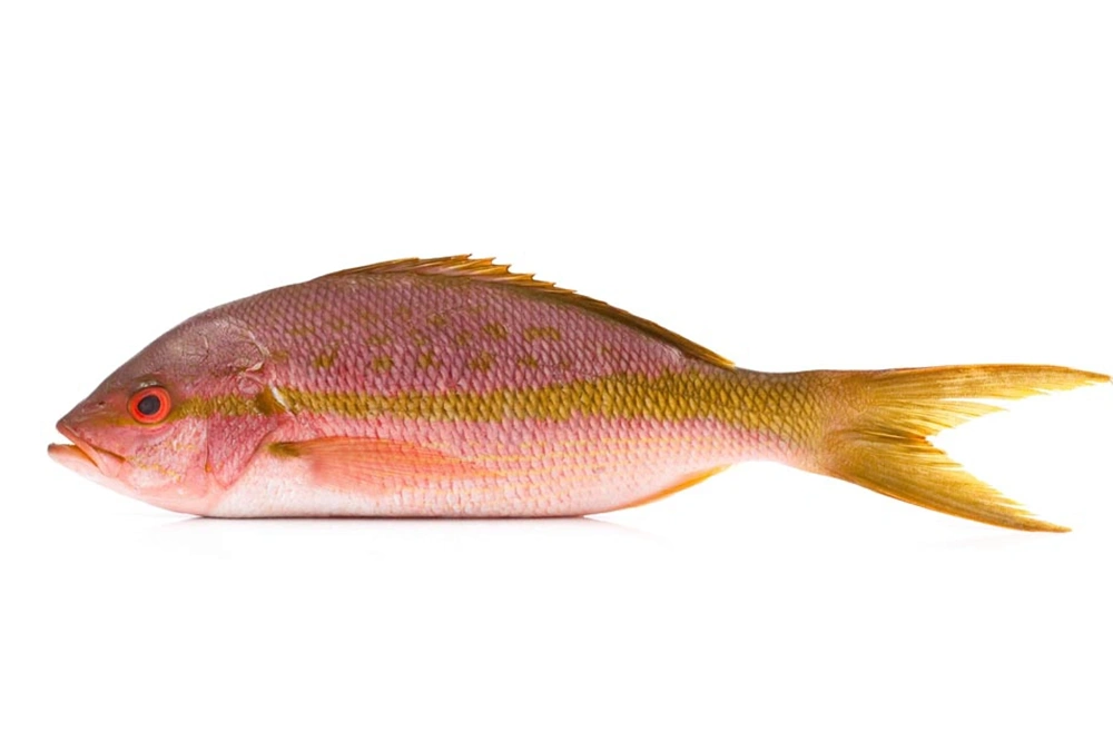 <p>Lutjanidae</p>