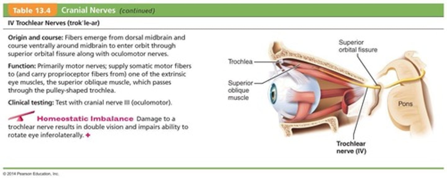 <p>The superior oblique muscle.</p>