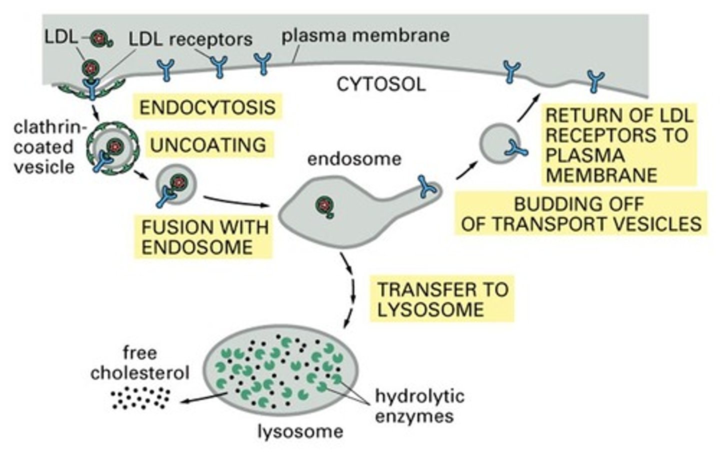 <p>The binding of specific molecules to receptors in the plasma membrane.</p>