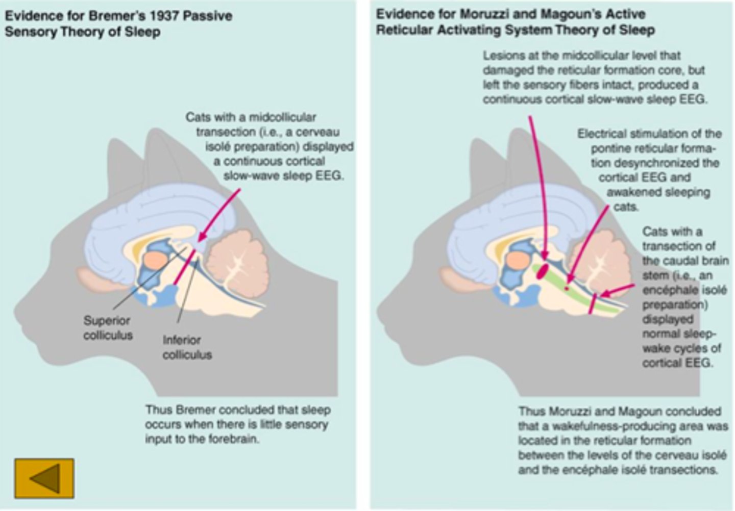 <p>sleep is due to reduced sensory input.</p>