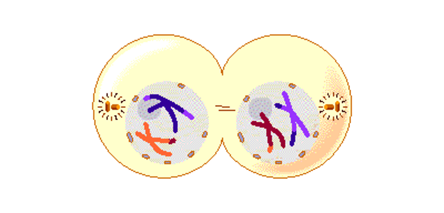 <p>cytoplasm divides,</p><p>nuclear membrane reforms to produce two daughter cells. </p><p>each cells is now haploid (n)</p>