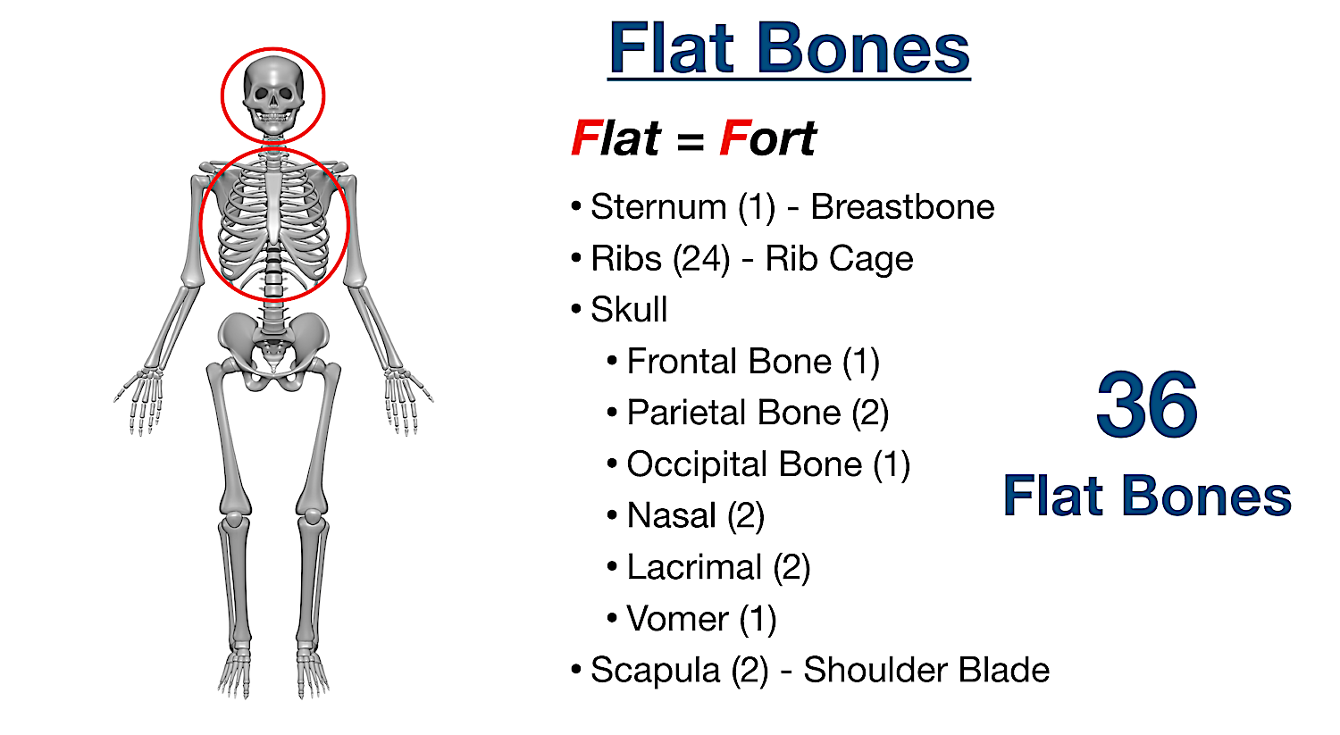 <p><span>Skull or ribs</span></p>