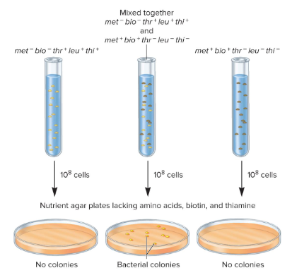 <p>Fill in the blank…</p><p>Lederberg and Tatum were studying strains of E.coli that had different nutritional growth requirements. ( ) can’t synthesize a particular nutrient and thus need it in their growth medium. ( ) make all their nutrients from components in their growth medium.</p><p>One strain could synthesize three amino acids but needed biotin and methionine for growth. Another strain was the opposite (could produce biotin and methionine but not the other three amino acids).</p><p>To grow on a plate lacking all five nutrients, the bacteria needed to have genomes positive for the enzymes needed to produce these nutrients. Individually, the two strains didn’t grow on the plates. When mixed and plated together, bacterial growth was observed. Thus, Tatum and Lederberg proposed that genetic material was ( ) between the two strains, but the way in which this occurred could not be distinguished (i.e. which strain transferred what).</p>