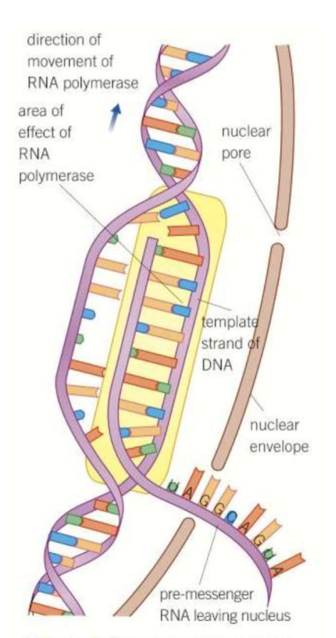 <ul><li><p>In the <strong>nucleus</strong>, part of a DNA molecule unwinds </p></li><li><p><strong>DNA helicase</strong> breaks the <strong>hydrogen bonds</strong> between bases to split it into two strands</p></li><li><p><strong>RNA polymerase</strong> moves along the template (sense) DNA strand, <strong>pairing</strong> the exposed bases with complementary ones, but <strong>replacing T with U</strong></p></li><li><p>The nucleotides join up by phosphodiester bonds to create a strand of <strong>mRNA</strong></p></li><li><p>The mRNA leaves the nucleus to a <strong>ribosome</strong></p></li><li><p>The DNA rejoins into a double helix </p></li></ul>