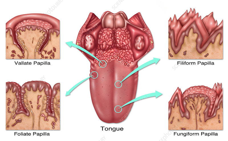 <p>mushroom-shaped protrusions on the tongue’s surface that house taste buds, which detect flavors, temperature and touch</p>