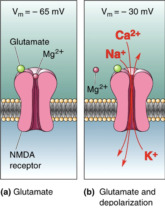 <p>Often co-exist with AMPA. Have voltage dependent Mg2+ block = only opens when the neuron is already depolarised (then pushes Mg2+ ion out of pore = ions flow in + out). Let in Ca2+ = downstream signalling. Function as a coincidence detector (when a neuron is activated right after it was already activated).  </p>