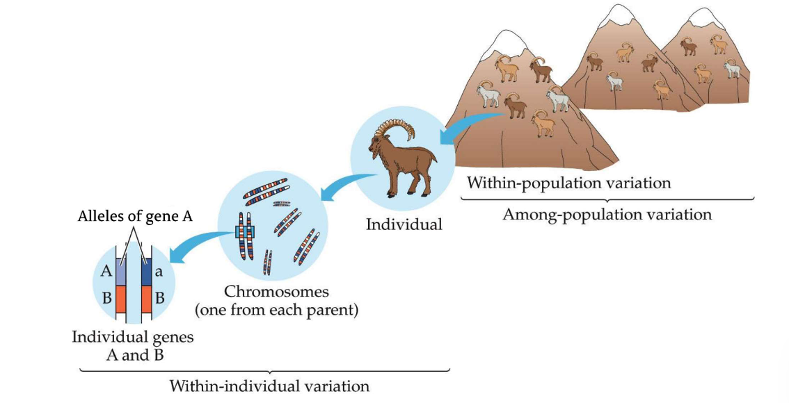 hierarchically structured