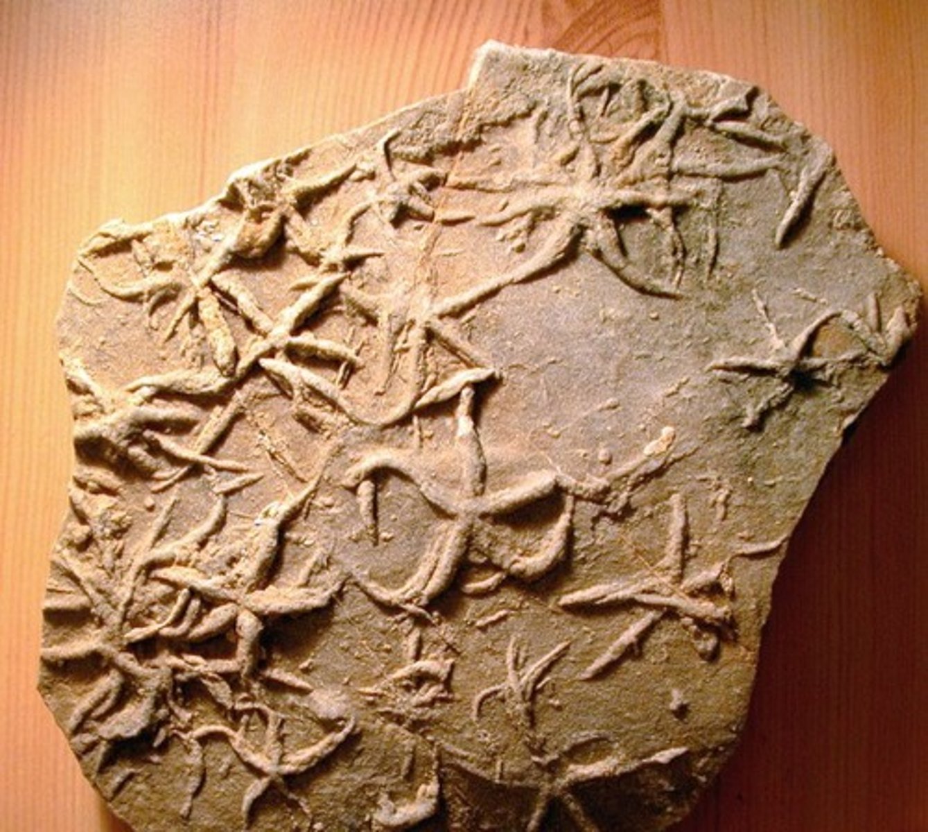 <p>fossils of traces; footprints and nests</p>