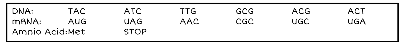 <p><span style="font-family: Arial, sans-serif">Circle the change in the DNA.</span></p>