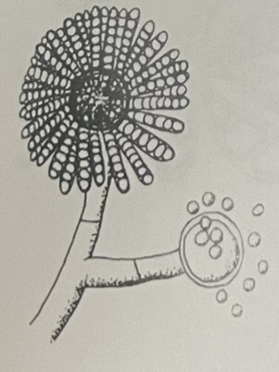 <p>Tubular sporangia</p><p>Swollen tip</p>