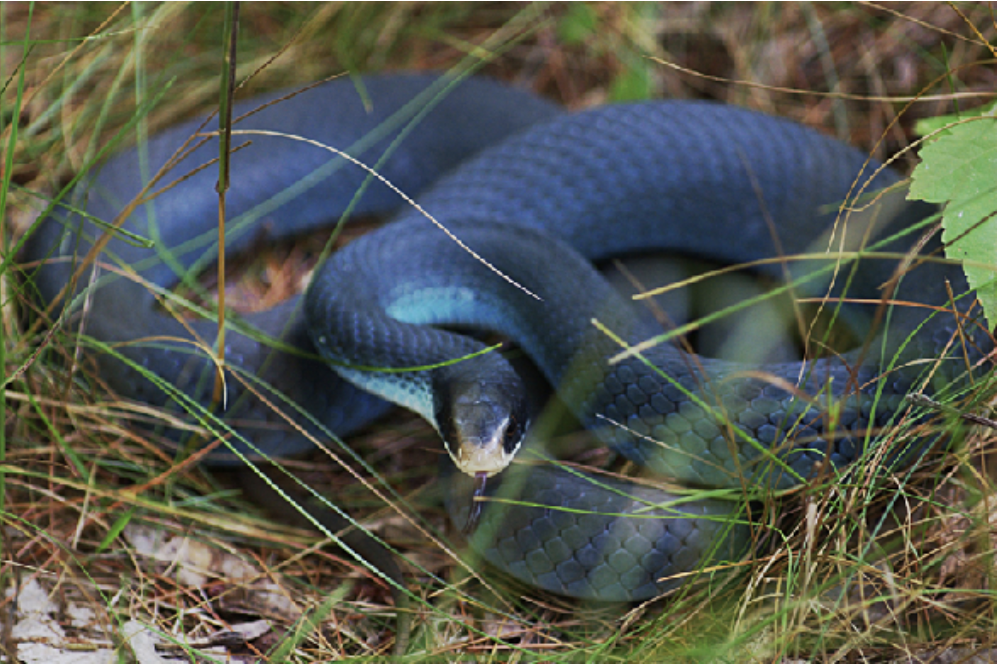 <p>Coluber constrictor<br>blue racer<br>Colubridae</p>