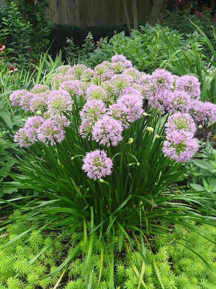 <p>A tidy, low-growing allium with globe-shaped heads of lavender-purple flowers in midsummer.</p>