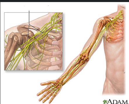 <p><span>the study of the structures and functions of the arm, specifically the upper arm or brachium</span></p>
