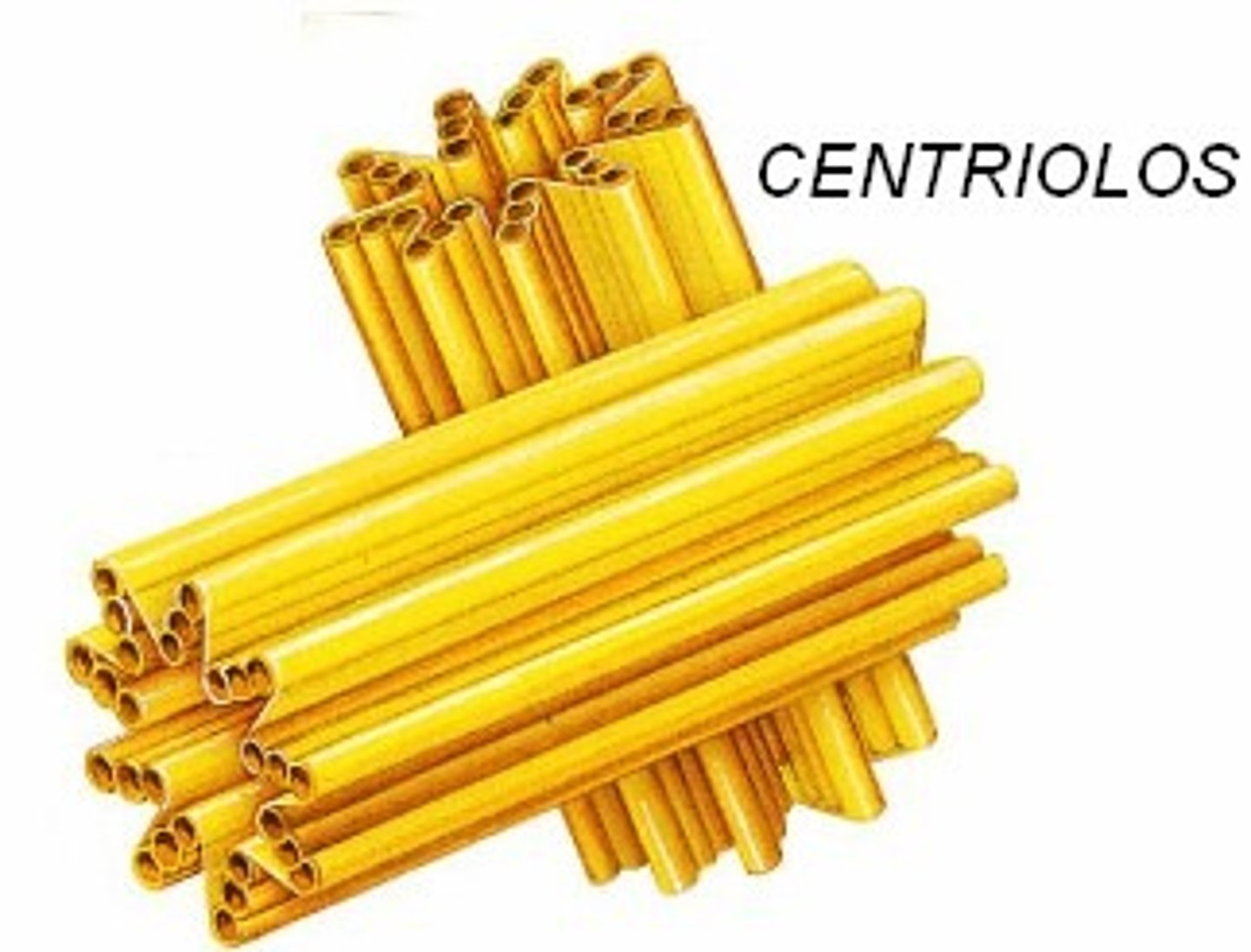 <p>Organize spindle fibers for cell division (always at 90° to each other).</p>