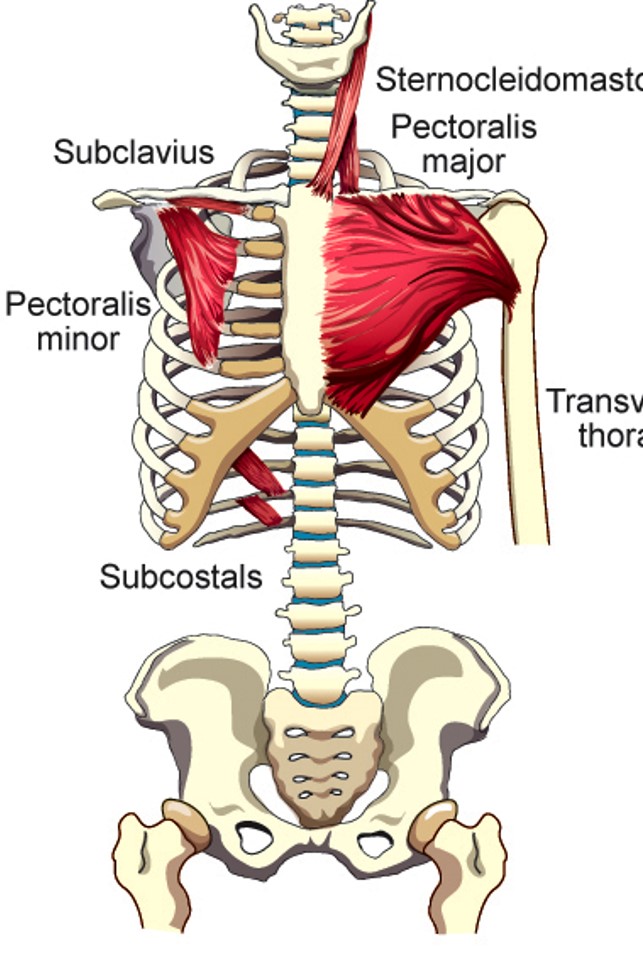 <p><span style="font-family: Century Gothic">Subcostal Muscles</span></p>
