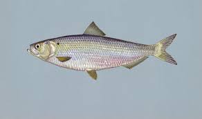 <p>Family Clupeidae</p>