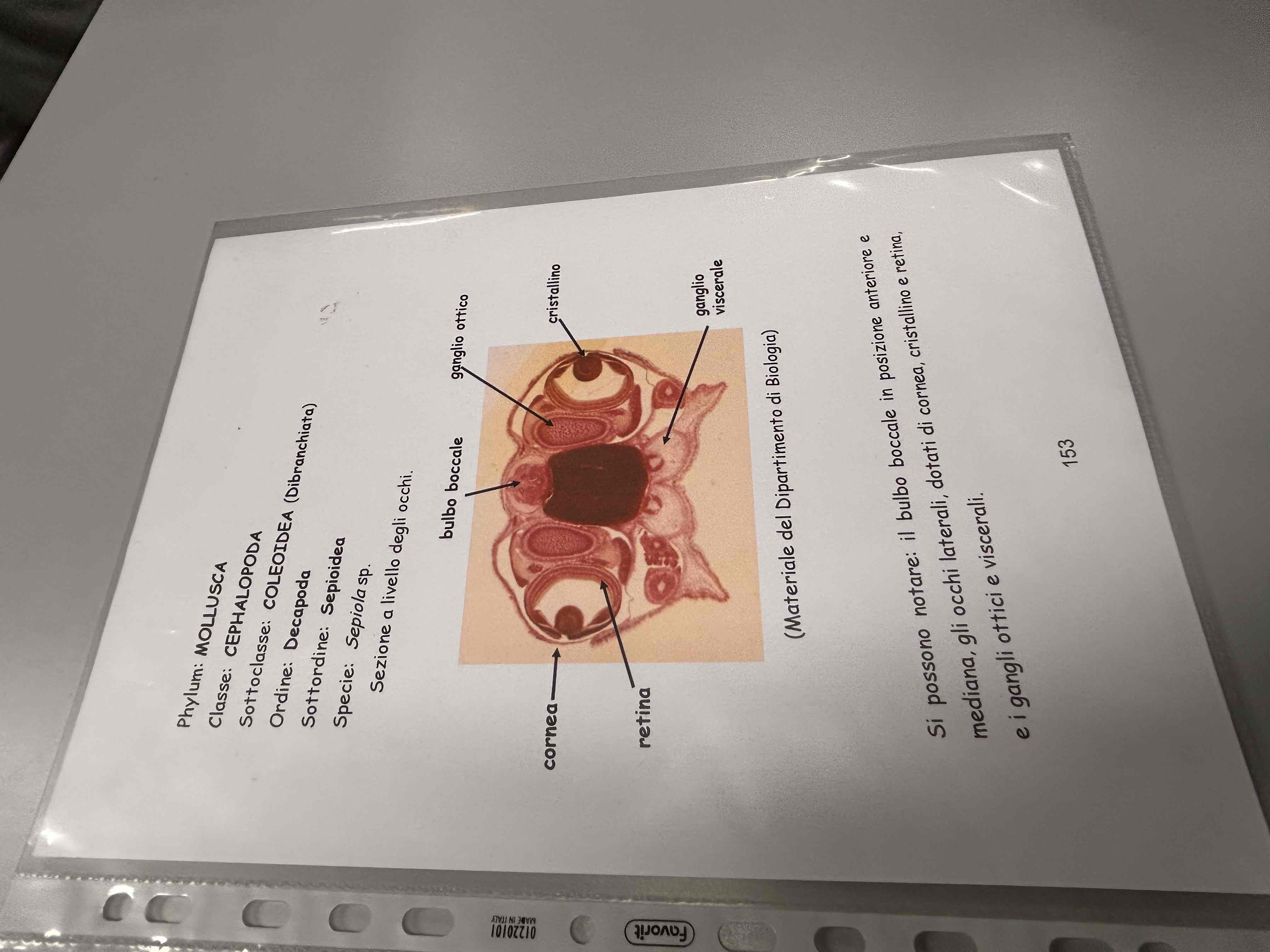 <p>Cefalopodi</p><p>Decapodi</p><p>Sepiola sp (sezione occhi)</p>