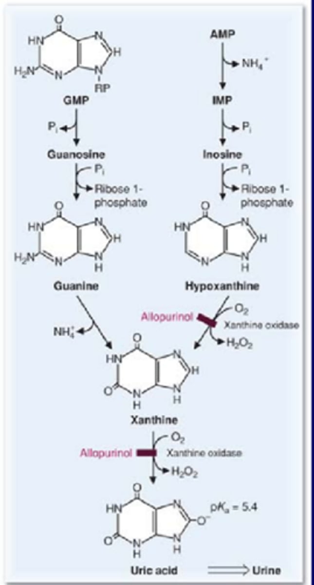 <p>-mainly in liver</p><p>-AMP/GMP to Xanthine to <strong>Uric acid</strong></p><p></p><p>Allopurinol</p><p>-inhibitor of xanthine oxidase</p><p>-treat Gout with overproducers of uric acid</p><p></p><p>can't open purine ring so we partially degrade</p><p></p><p>two reactions, both use xanthine oxidase->degrades AMP portion->to help form uric acid</p>