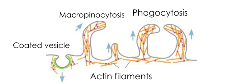 <p>Actin filaments are involved in coated vesicle formation, pinocytosis and phagocytosis</p>