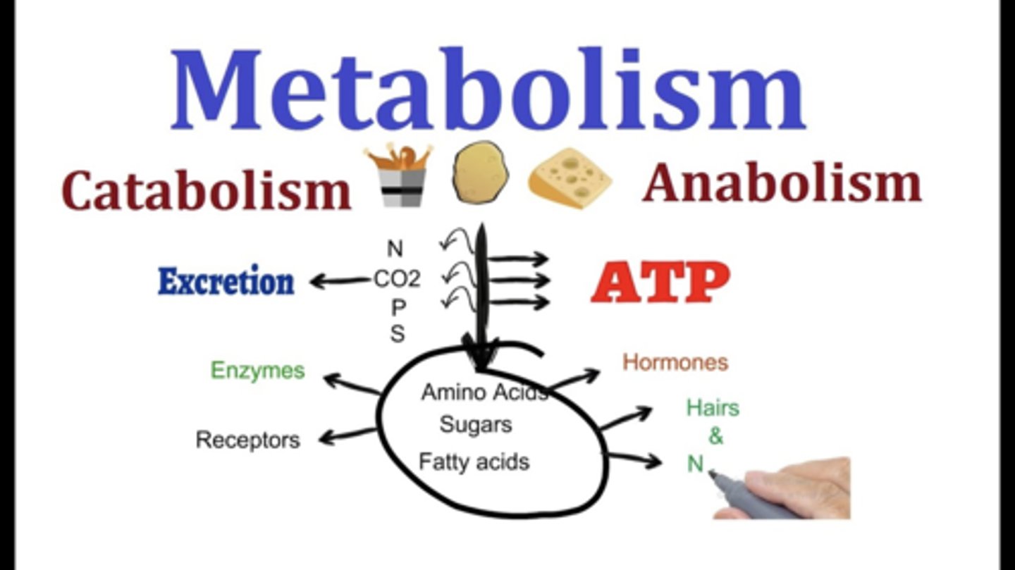 <p>How cells acquire, transform, store, and use energy</p>