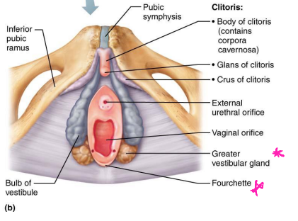 <p><strong>Vestibule</strong></p><p>-Vestibule → recess within labia _______</p><p>-Fourchette → ridge formed by joining of __________ vestibule and labia minora </p><p>-Greater vestibular glands → flank vaginal ________, homologous to bulbo-urethral glands, and release ______ into vestibule for lubrication</p><p>-Bulbs of the vestibule → lie along each side of the orifice that engorge with blood during ________ stimulation</p>