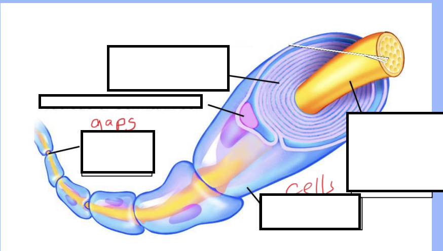 <p>What covers the long fibres of neurons?</p>