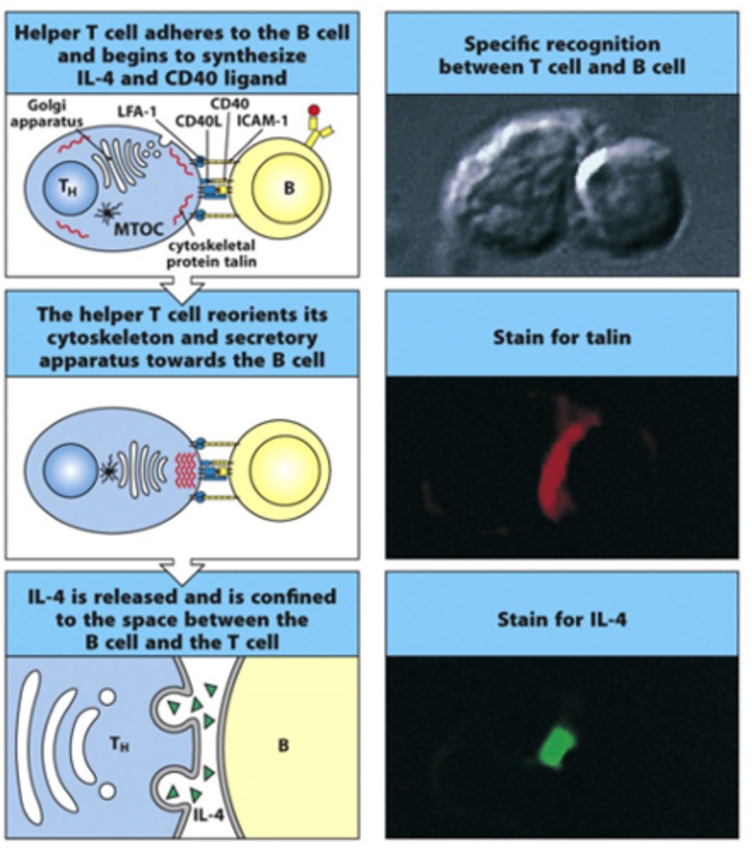 <p>- Release occurs in a polarised manner</p><p>- Have apparatus in T cell that needs to align itself to ensure signals are passed in right direction to the B cell</p><p>- Can stain T cells and see exactly where talin and IL-4 (apparatus) are being expressed</p>