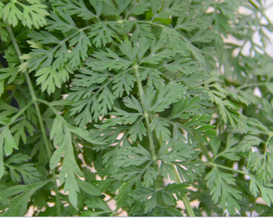 <p>Wild carrot&nbsp;(Apiaceae)</p>