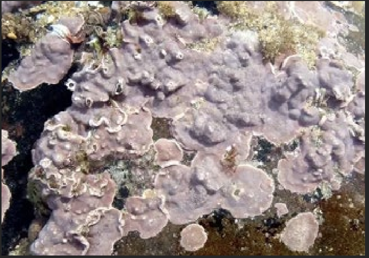 <p>What is the Portugese name of this species?</p>