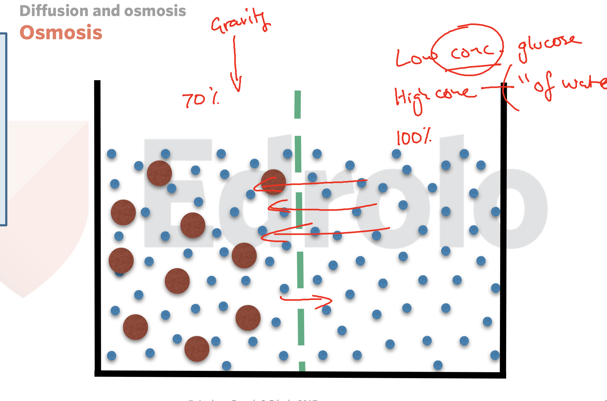 <p><span><strong><em>Osmosis is the movement of water from high to low concentration&nbsp;</em></strong></span></p><ul><li><p><span><strong><em>It is passive doesn't need energy</em></strong></span></p></li><li><p><span><strong><em>Movement must travel across a semipermeable membrane&nbsp;</em></strong></span></p></li><li><p><span><strong><em>Water is the only thing that movies in osmosis&nbsp;</em></strong></span></p></li><li><p><span><strong><em>Semipermeable is selective</em></strong></span></p></li></ul><p></p>