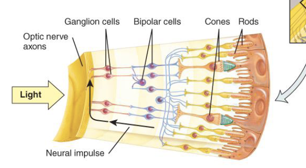 <ul><li><p><span style="font-family: Inter var, Inter, sans-serif">Tympanic membrane —--&gt; ossicles (malleus, incus, stapes) —--.&gt; oval window —--&gt; choclea —--&gt; basilic membrane (bends cillia over) —&gt; cillia —-&gt; signal impulse to auditory nerve</span></p></li></ul>