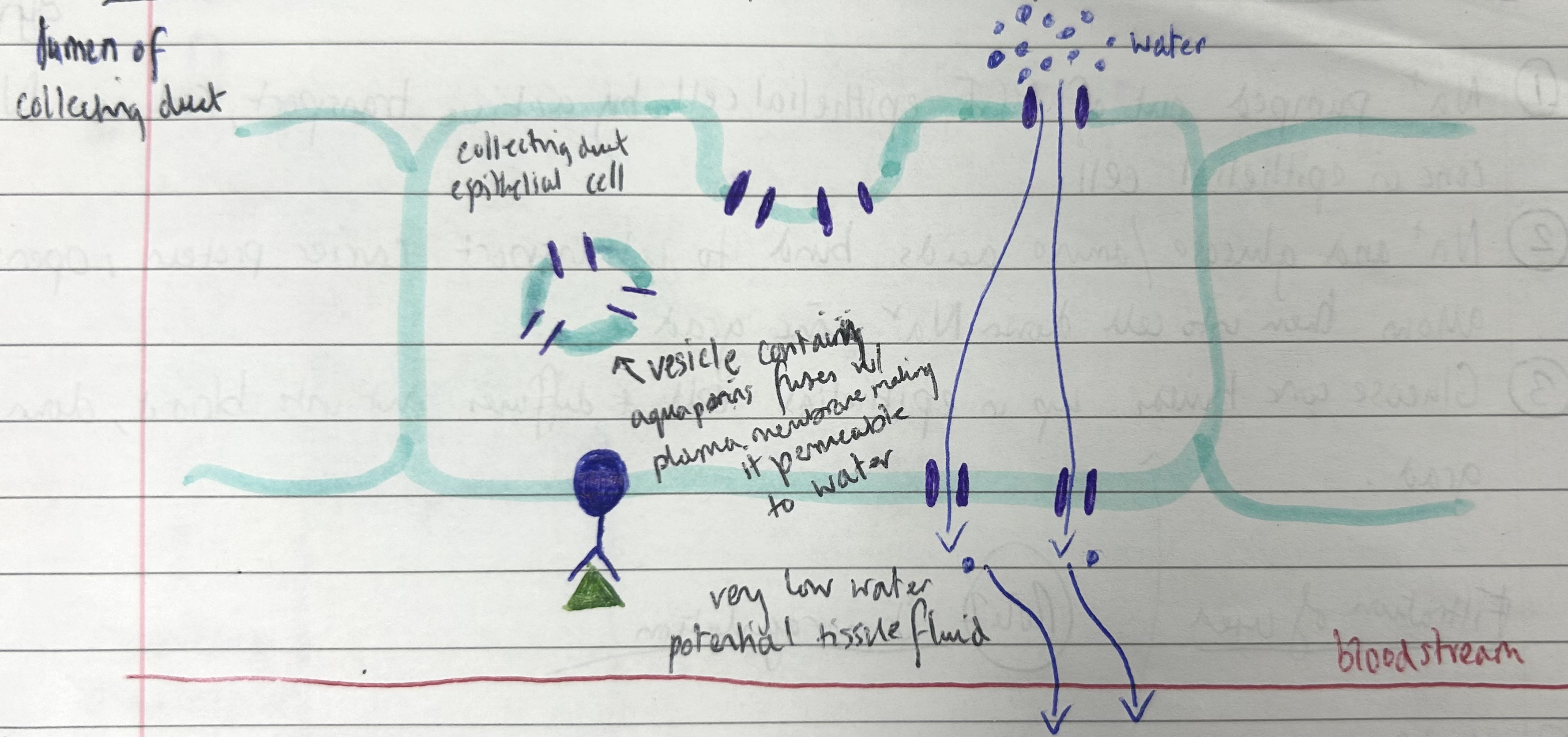 <p>if overhydrated, how does the blood water potential return to normal?</p>