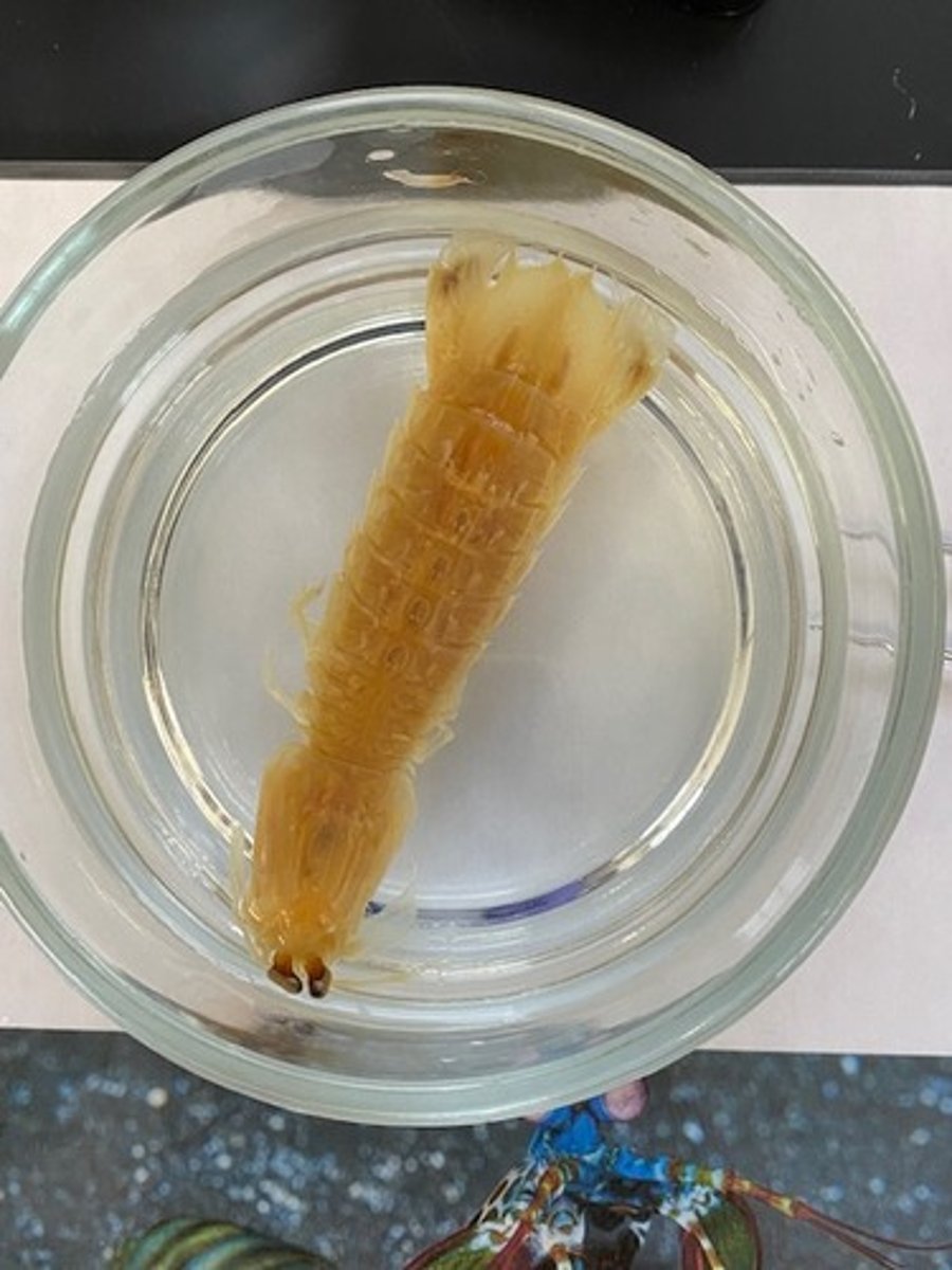 <p>What order is this organism?</p>