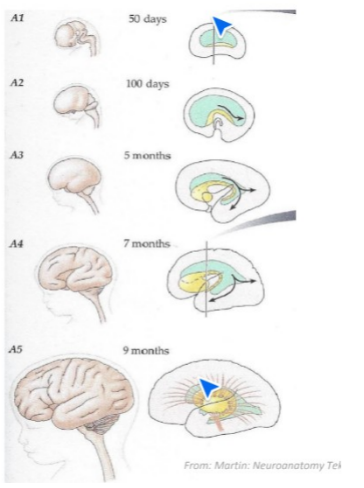 <p>bijv:</p><ul><li><p>laterale ventrikels</p></li><li><p>nucleus caudatus</p></li><li><p>hippocampus</p></li></ul><p></p>