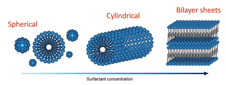 <p>What affects the shapes of micelles?</p>