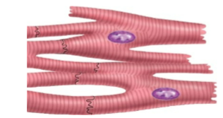 <p>How many Nuclei Does Cardiac muscle have </p>