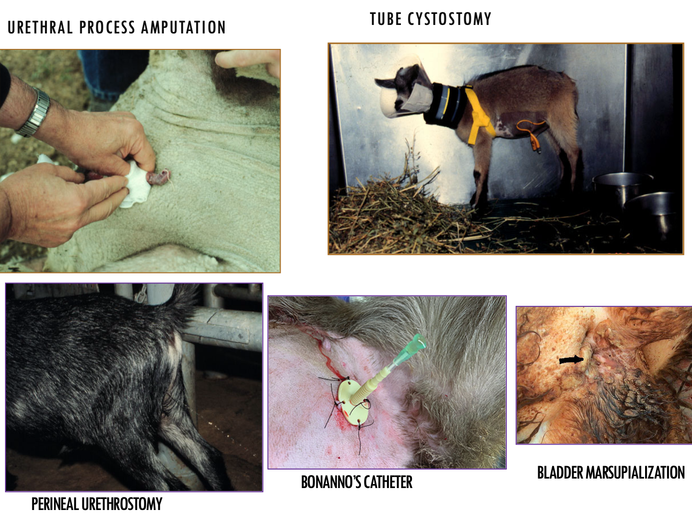 <p>-epidural/sedation may help relax urethra</p><p>-check if urethral process should be removed</p><p>-consider using curved catheter in urethra</p><p>-bonanno's catheter thru abdomen</p><p>-drain bladder or uroabdomen</p>