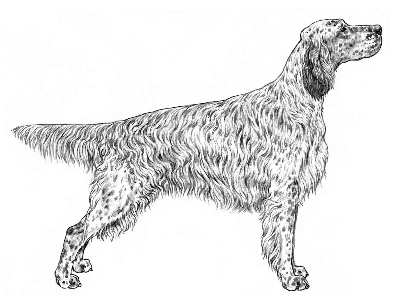 <p>hundgrupp 7, stående fågelhundar</p>