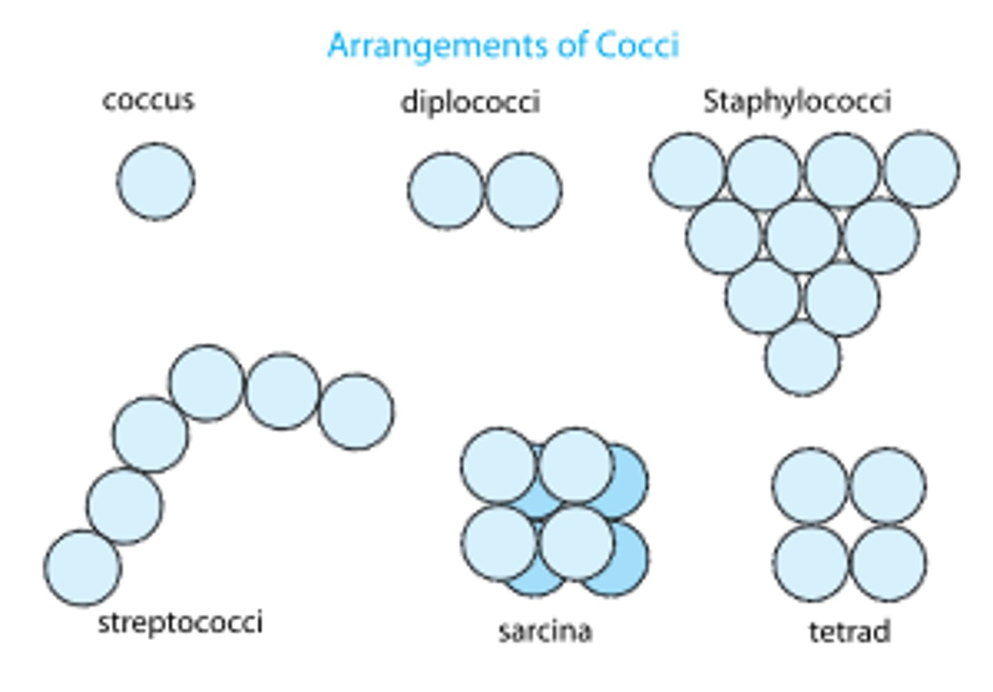 <p>individual, groups of two (DIPLOCOCCI), four (TETRAD), or will form chains/large groups.</p>