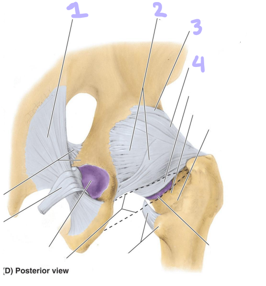 <p>identify structures 1-4</p>