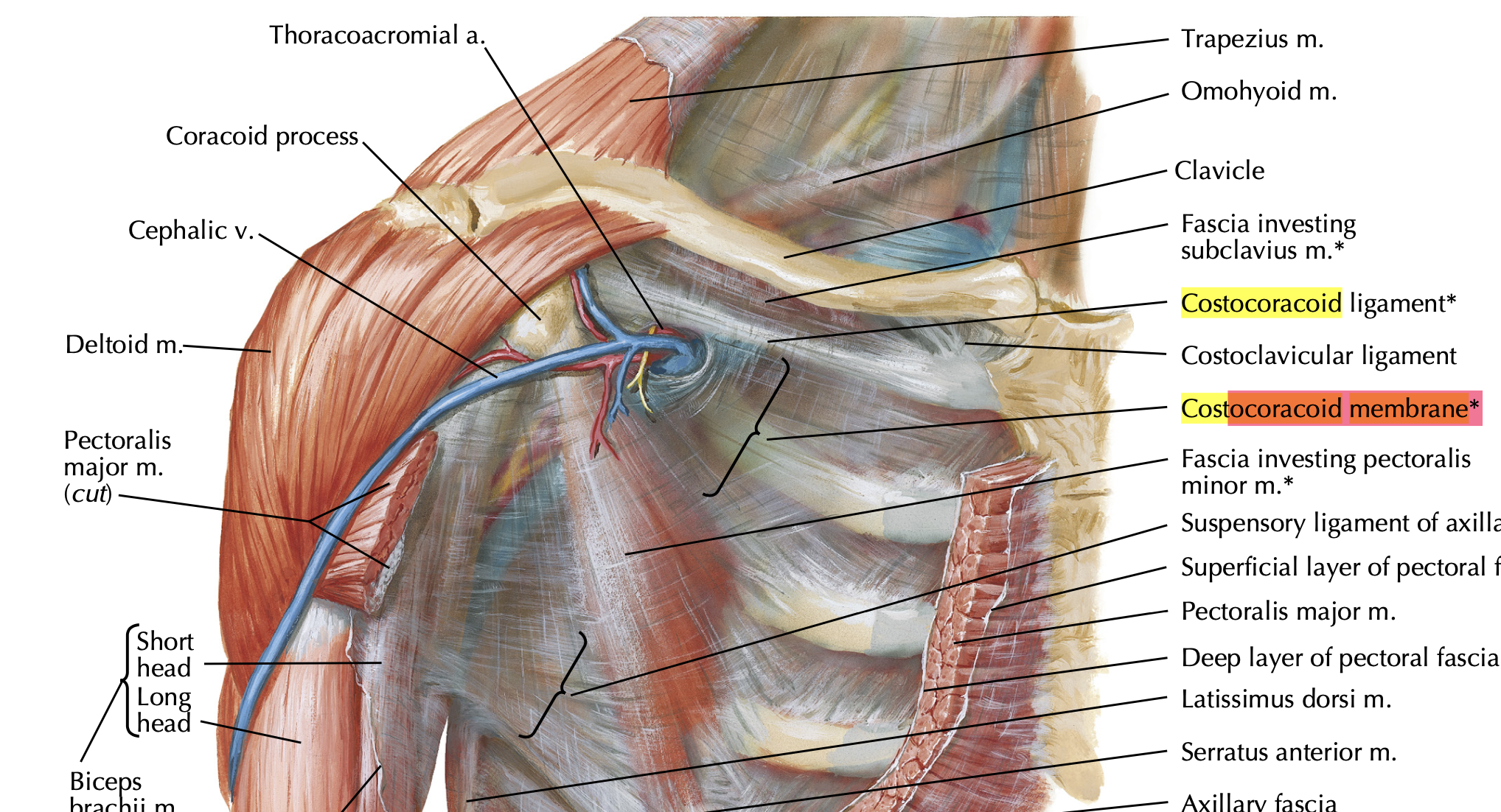 <p>Cephalic vein, thoracoacromial artery, lateral pectoral nerve</p>