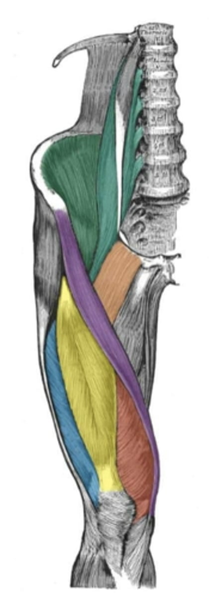 <p>ID muscle (Blue)</p>