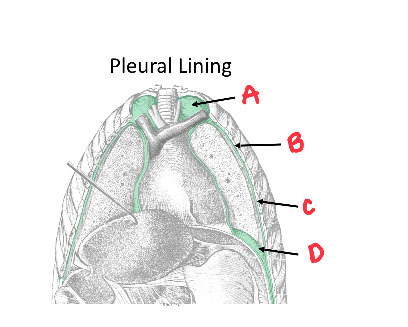 <p>Identify B </p>