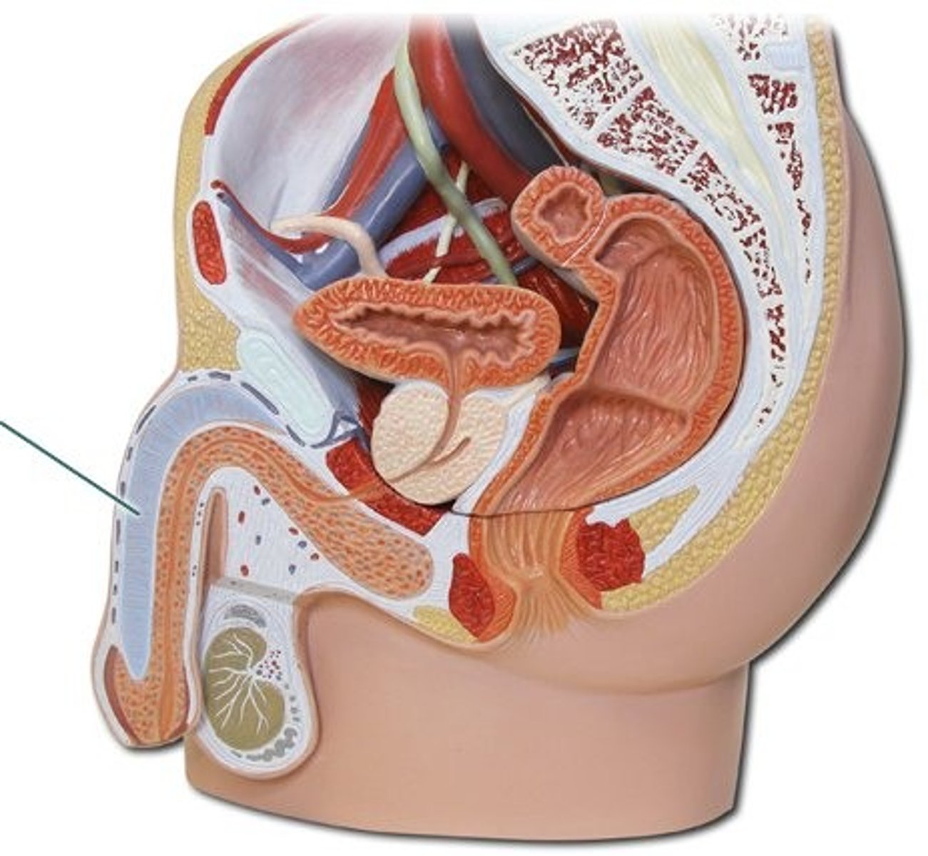 <p>column of erectile tissue found on the dorsal shaft of the penis</p>