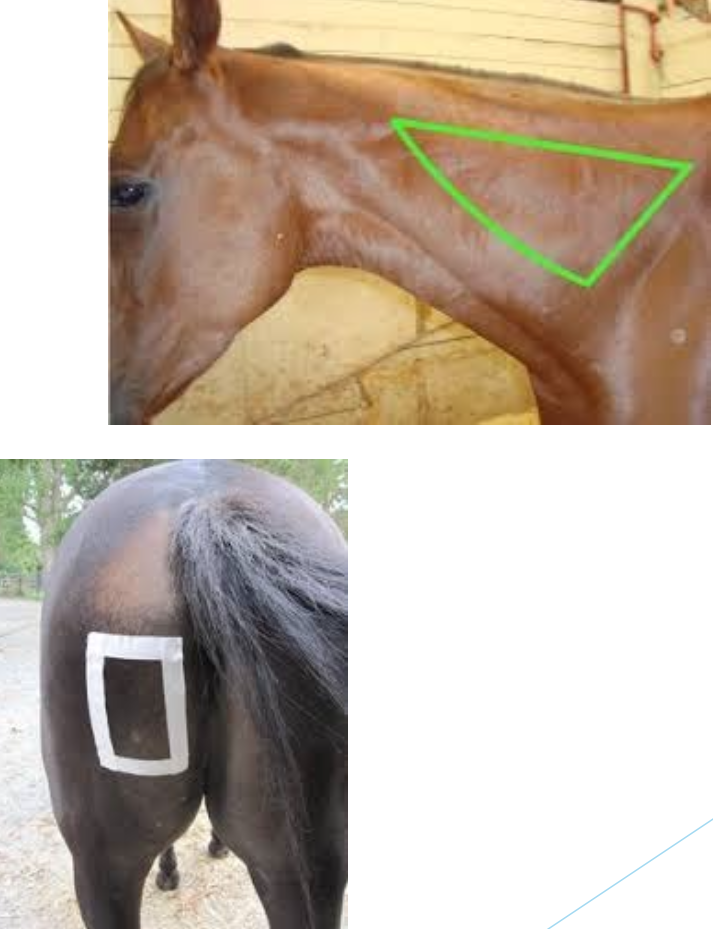 <ul><li><p>Cervical</p><ul><li><p>cervical vertebrae</p></li><li><p>scapula</p></li><li><p>nuchal ligament</p></li></ul></li><li><p>Rear </p><ul><li><p>semimembranosus</p></li><li><p>semitendenosus</p></li></ul></li></ul><p></p>
