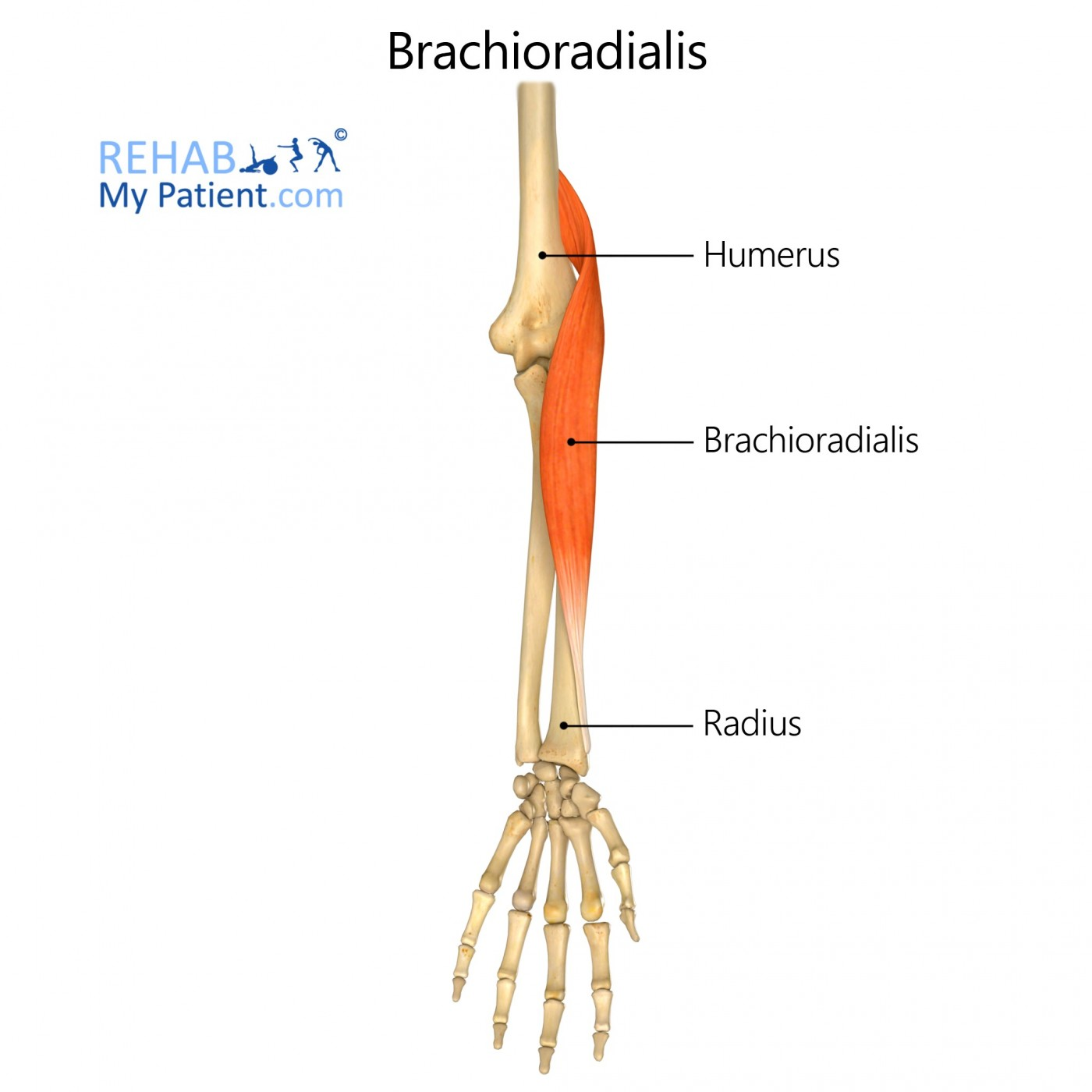 <p><span>Flexes elbow (especially when forearm is mid-pronated).</span></p>