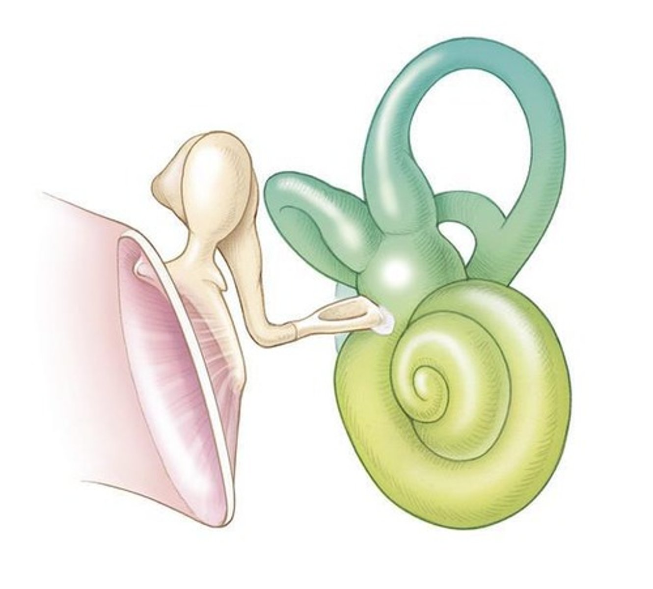 <p>The Cochlea is very small, but very complex; Long tube coiled into a spiral; 2 ¾ turns</p>