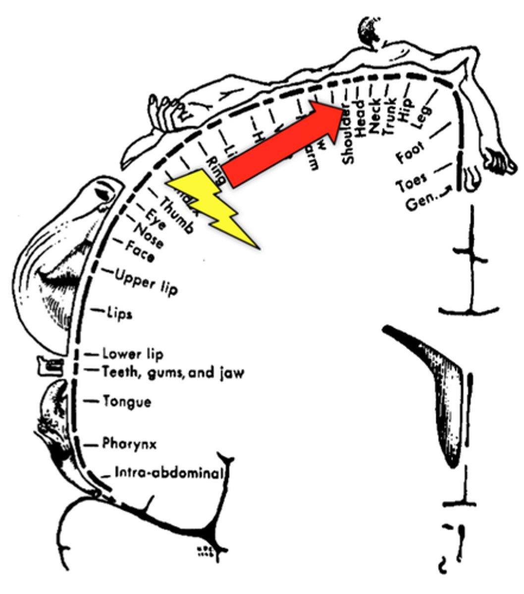 <p>The wave-like movement of a seizure from a point of focus to other areas of the brain.</p><p>-focal seizure in adults</p><p>-has a large cortical representation</p>