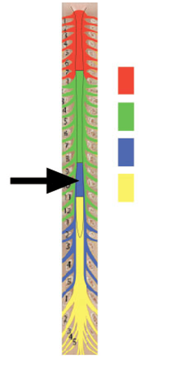 <p>Identify blue structures. (nerves are NOT being indicated by the arrow)</p>