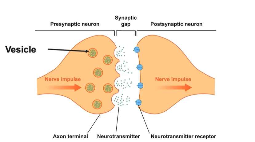 <p>Terminal buttons → electrical impulses cause the synaptic vesicles to open → neurotransmitters travel across the synapse.</p>